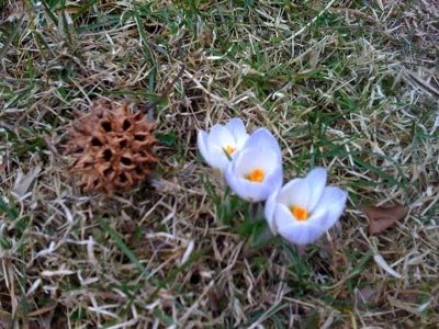 three white crocuses and sweetgum pod 15 march 09