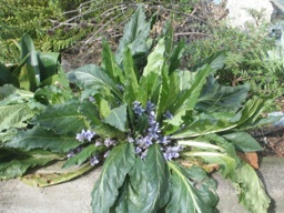 mandrake in bloom