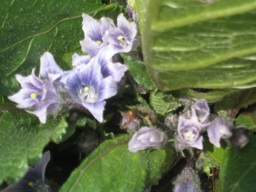 mandrake blossoms