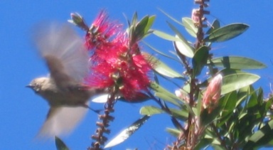 bottle brushtree